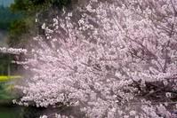 一川烟草满城飞絮，遍地英雄泪，流到哪儿，似一株桃花，不堪卒