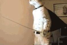 交响音乐指挥官：我还没开始 “我赌两包烟，不会有人知道这是什么动物