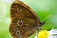 心理测试：哪只蝴蝶最惹人爱，测测目前暗恋的可能性有多高