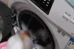 衣服|搞笑GIF：男人洗衣服就是这么不靠谱，马桶都满了，放一点在洗漱池里吧
