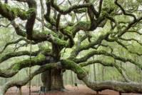 心理测试：四棵树，哪棵存活时间最久？测你现在的生活状态如何？