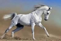 心理测试：凭直觉选一匹白马，测TA究竟喜欢你什么！