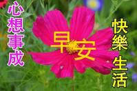 9张冬日最新特漂亮早上好鲜花动画图片带祝福语 12月最美冬日早安