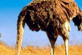 最近接触到一位眉头紧锁、一说话就会掉眼泪、特别焦虑与无助的妈妈 “鸵鸟心态”是一种怎