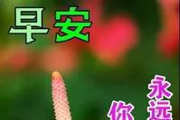 8张秋日最新特漂亮早上好鲜花动画图片带祝福语