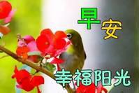 冬天最美早上好表情动态祝福图片带字和鲜花