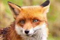 心理测试：你最讨厌下面哪双狐狸眼？一秒测出你情商的高低