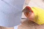 战斗机|搞笑GIF：家里的小鸟，觉得自己特别美