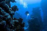 科学家研究发现，原来深海菌类无需阳光也能制造氧气