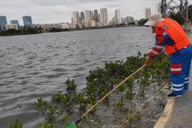 本文转自：南海网陈丽珍在红城湖岸边打捞垃圾新海南客户端、南海网、南国都市报1月21日消