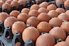 曝光：多批鸡蛋被检出违禁兽药，长期食用会危害身体，良心何在？