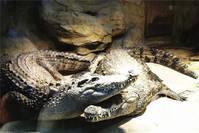 变色龙、绿海龟……重庆动物园两栖爬行动物科普生态长廊开放了