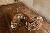 虎生迎来首个春节 上海动物园华南虎姐弟在线征名啦