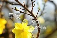 微信分享朋友圈早上好问候语新版冬天早上好问候语动态鲜花图片