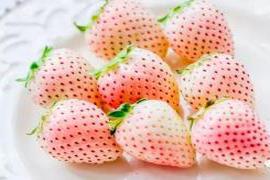 本文转自：新民晚报眼下虽是寒冬|菠萝味草莓！阿拉上海自主培育的“白富美”，你尝过吗？