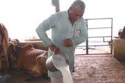 印度18.5万头牛感染牛块状皮肤病